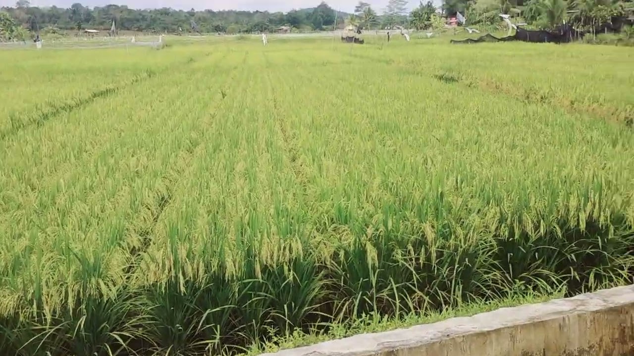 Wisata daerah Persawahan Di Desa Namang, Kecamatan Namang, Kabupaten Bangka Tengah, Prov. Kep. Babel