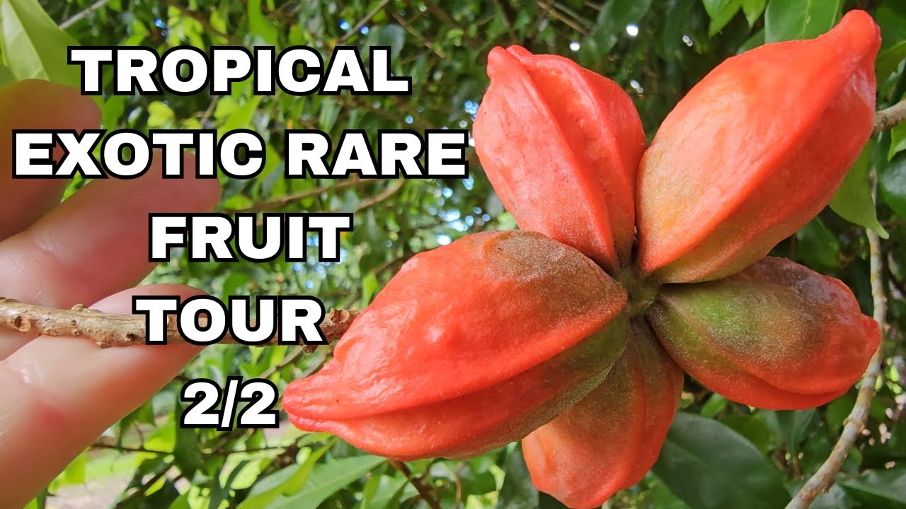 Rare Tropical Fruit Orchid Tour 2