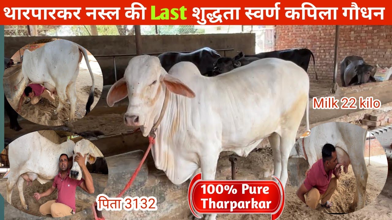👍वादा हैं ऐसी👌सुंदर स्वर्ण कपिला बछिया 🙏जीवन में पहले कभी नहीं देखी होगी#Pure Tharparkar cow