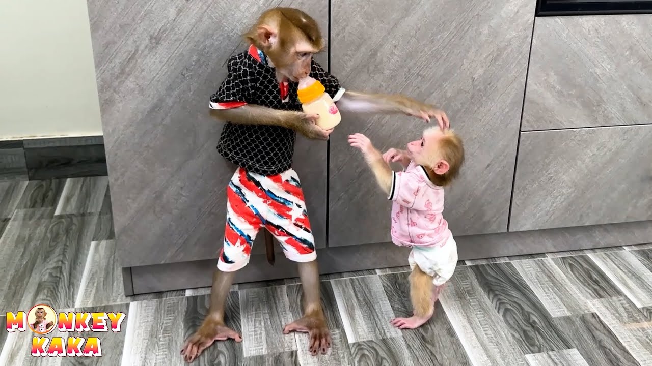 Monkey Kaka disappoints her Mom by stealing Monkey Mit's milk