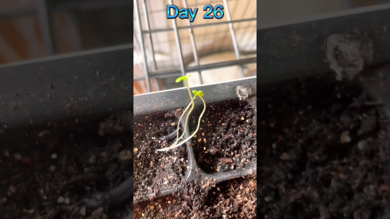 Day 26 of growing lavender until it&rsquo;s 100 days old #shorts #fyp #gardening #lavender