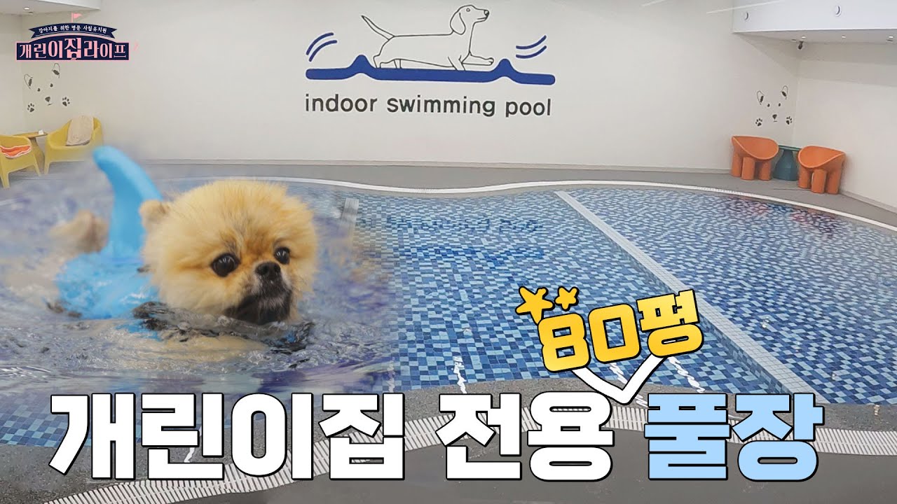 개린이집에 물보라를🌊 일으켜🌊.. 다...다다다🐬ㅣ개린이들의 수영시간! 개린이집 라이프 시즌2