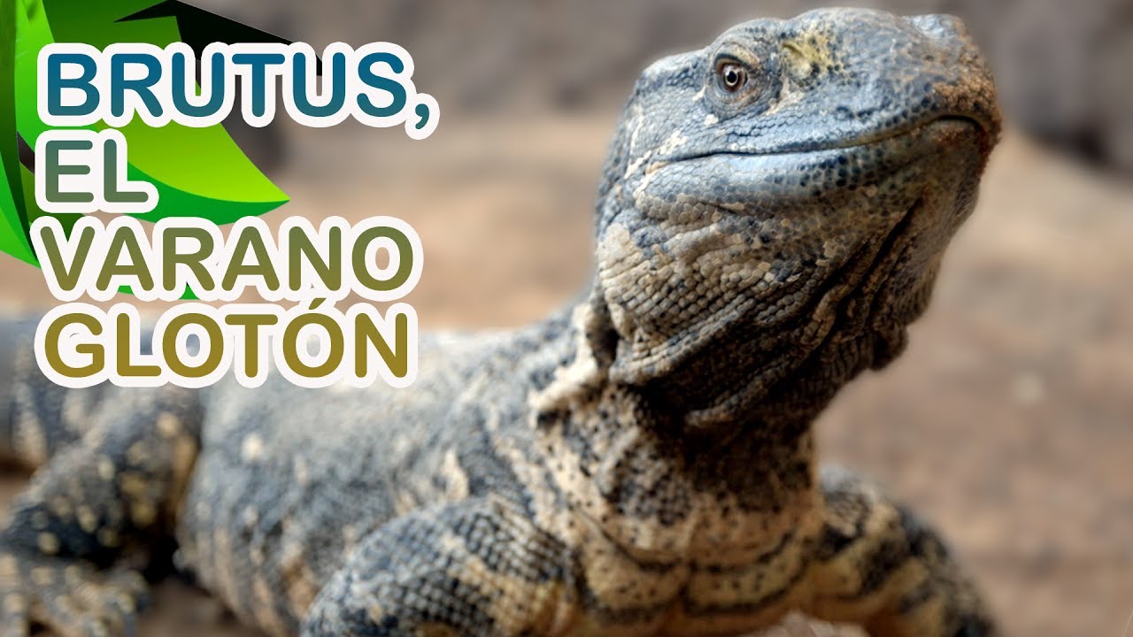 Brutus y Frankie, dos varanos con mucha personalidad