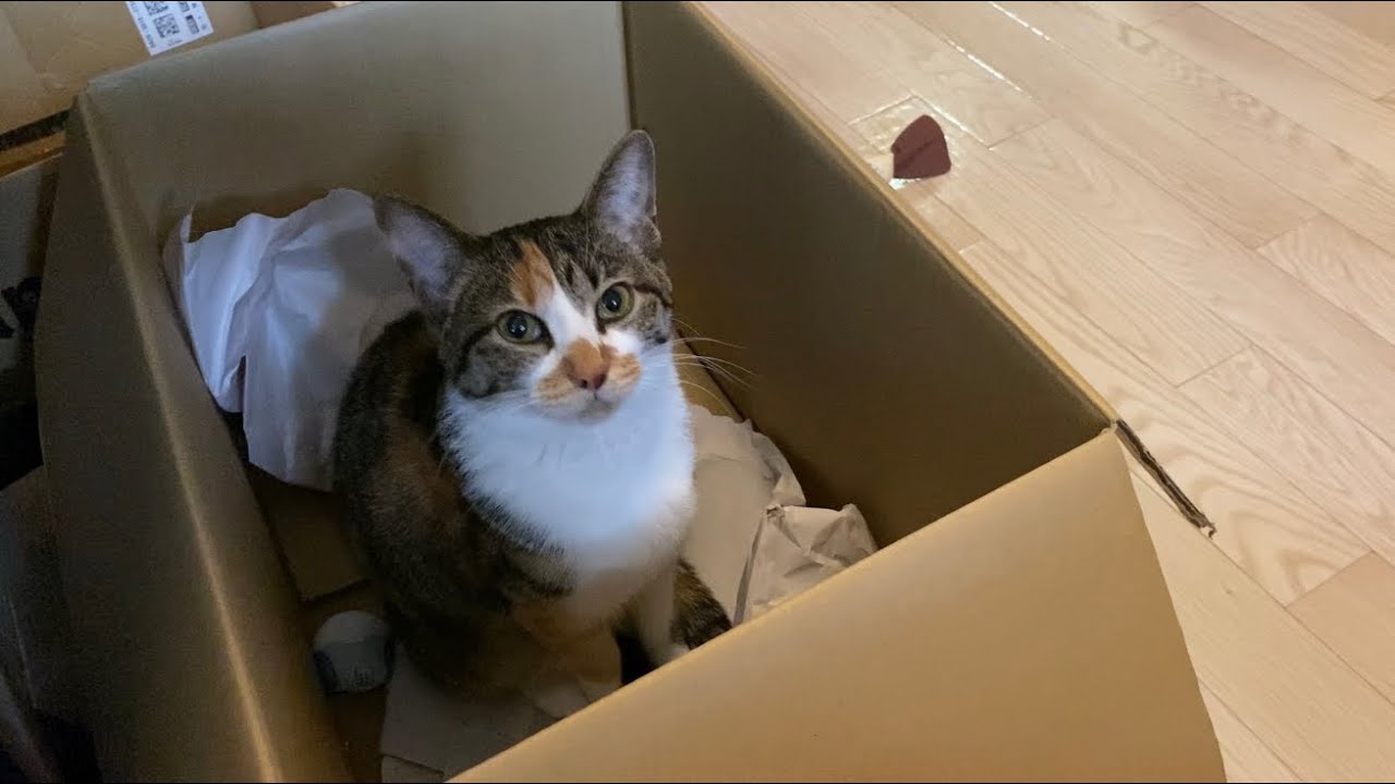 「ねぇ、遊んで？」箱の中で待つメイが可愛すぎた…
