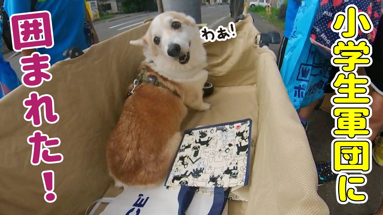 小学生に囲まれてヘラヘラしちゃうコーギーが愛おしい！