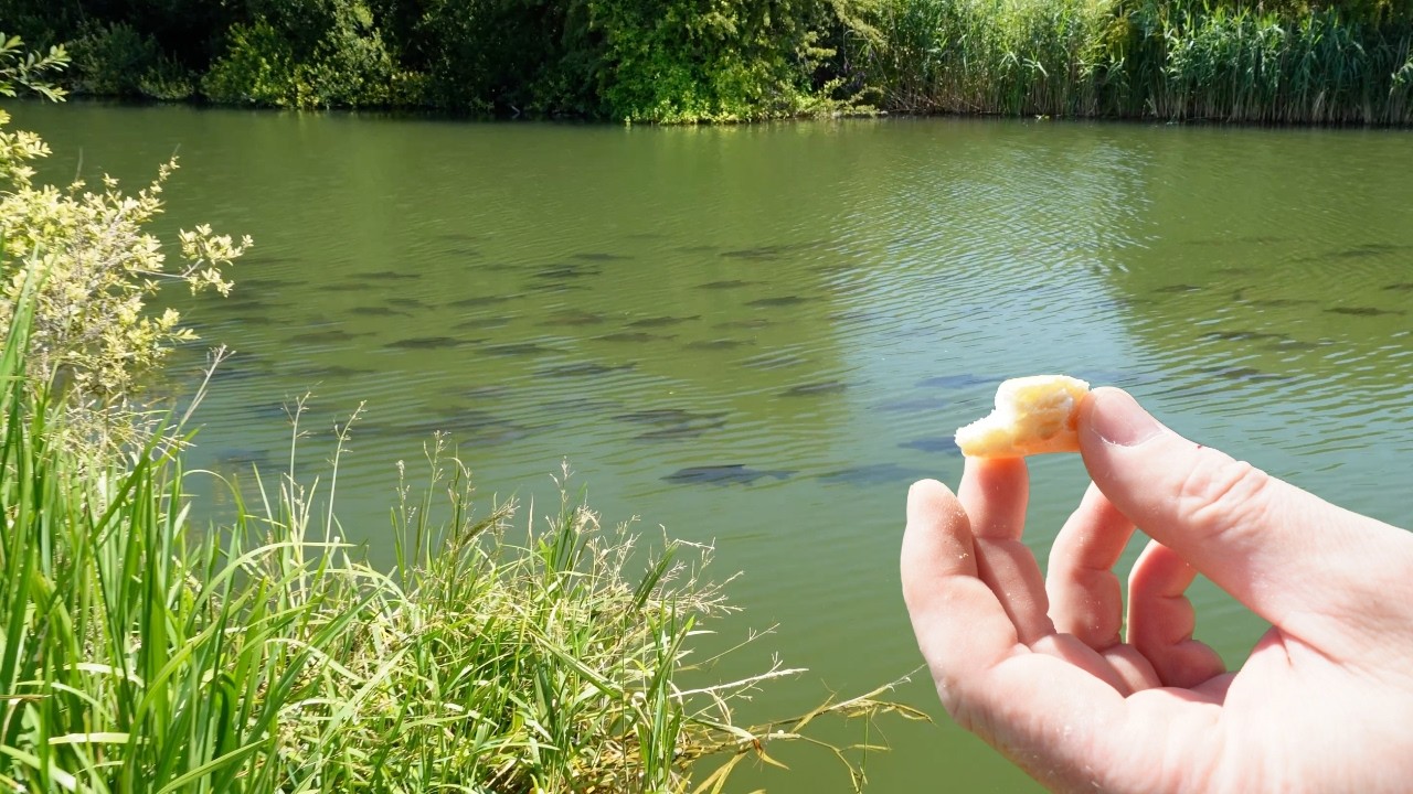 Fishing & Crayfish Trapping on the Thames, Riverside Camping (Part 1)