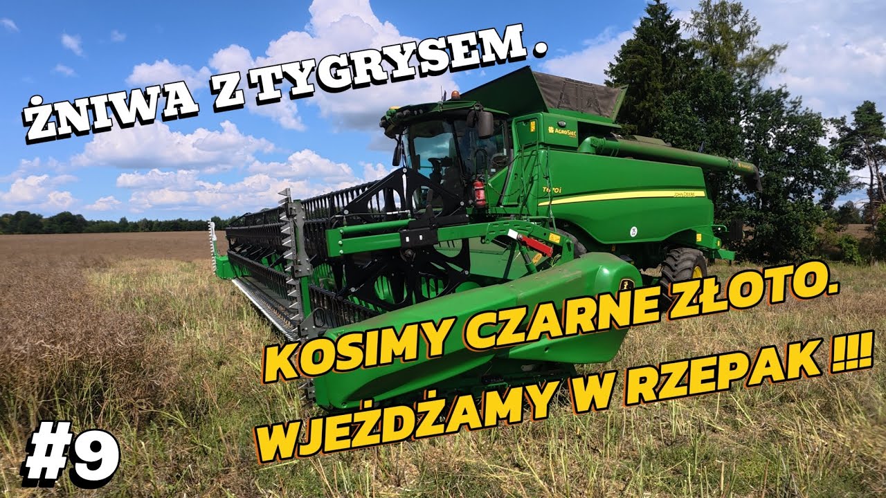 KOSIMY CZARNE ZŁOTO.  PIERWSZY WJAZD W RZEPAK !!!