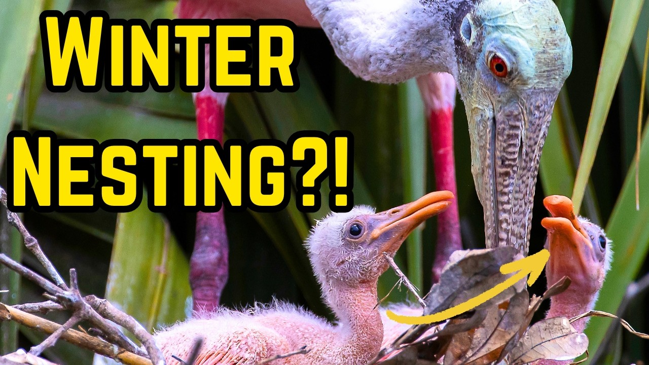 Почему некоторые птицы во Флориде гнездятся СЛИШКОМ рано!