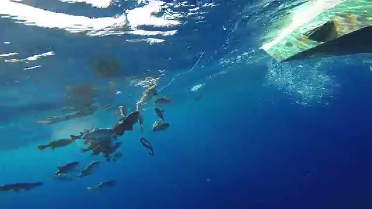 Pêche au Thon DCP Martinique.