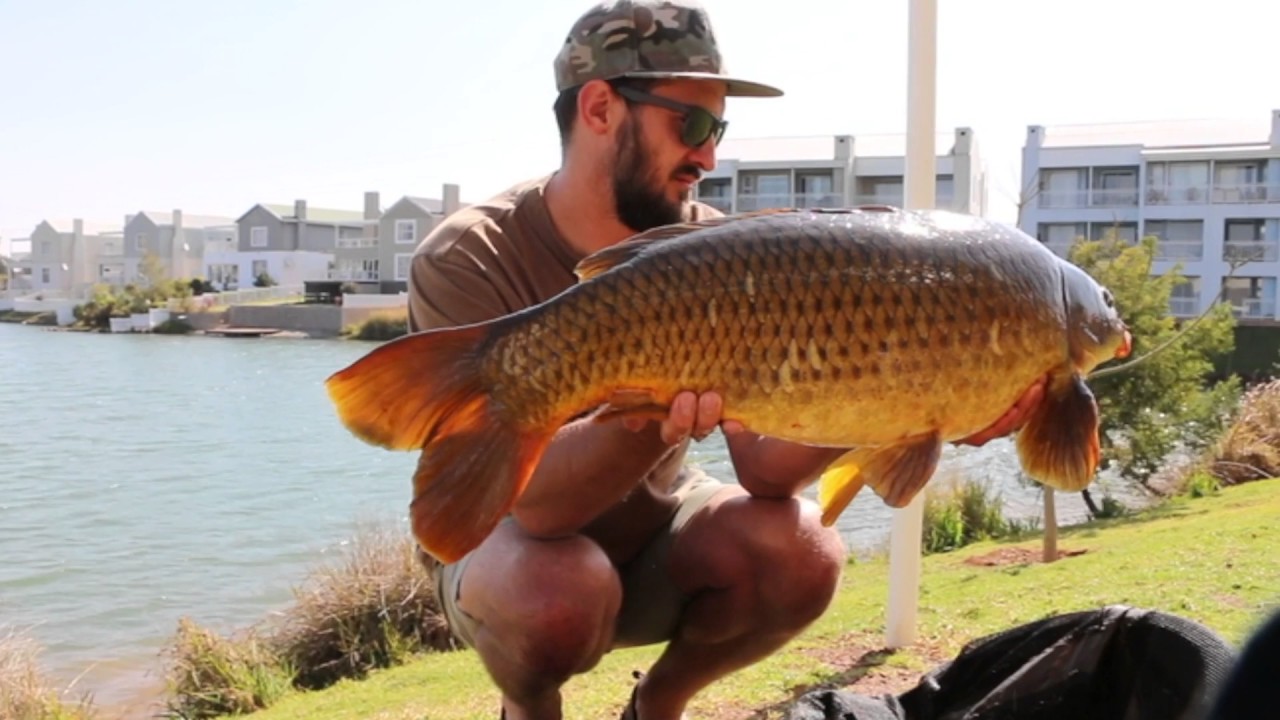 Urban Carp Treasures Part 2 - Karpioene 2017