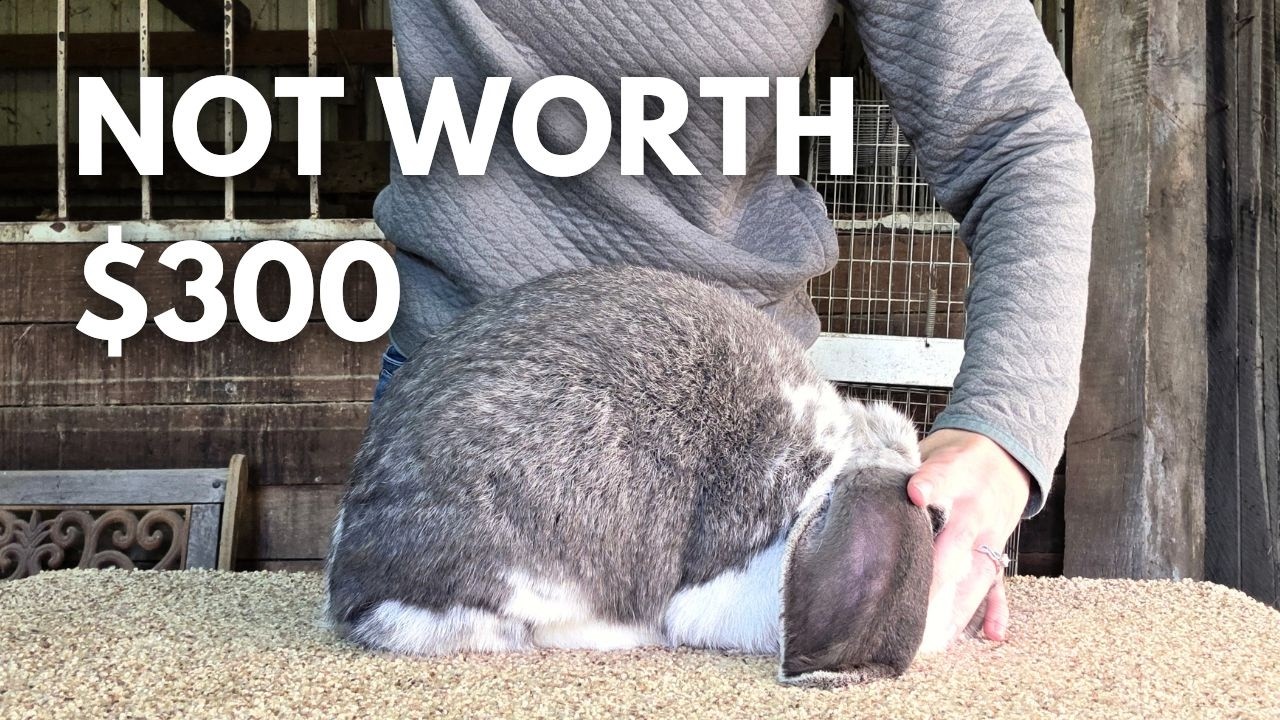 How Much Should You Pay for a French Lop Rabbit?
