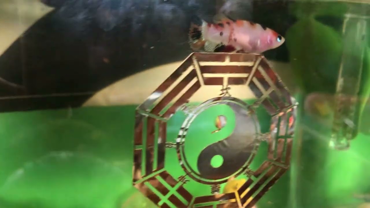 CalmFish IA song