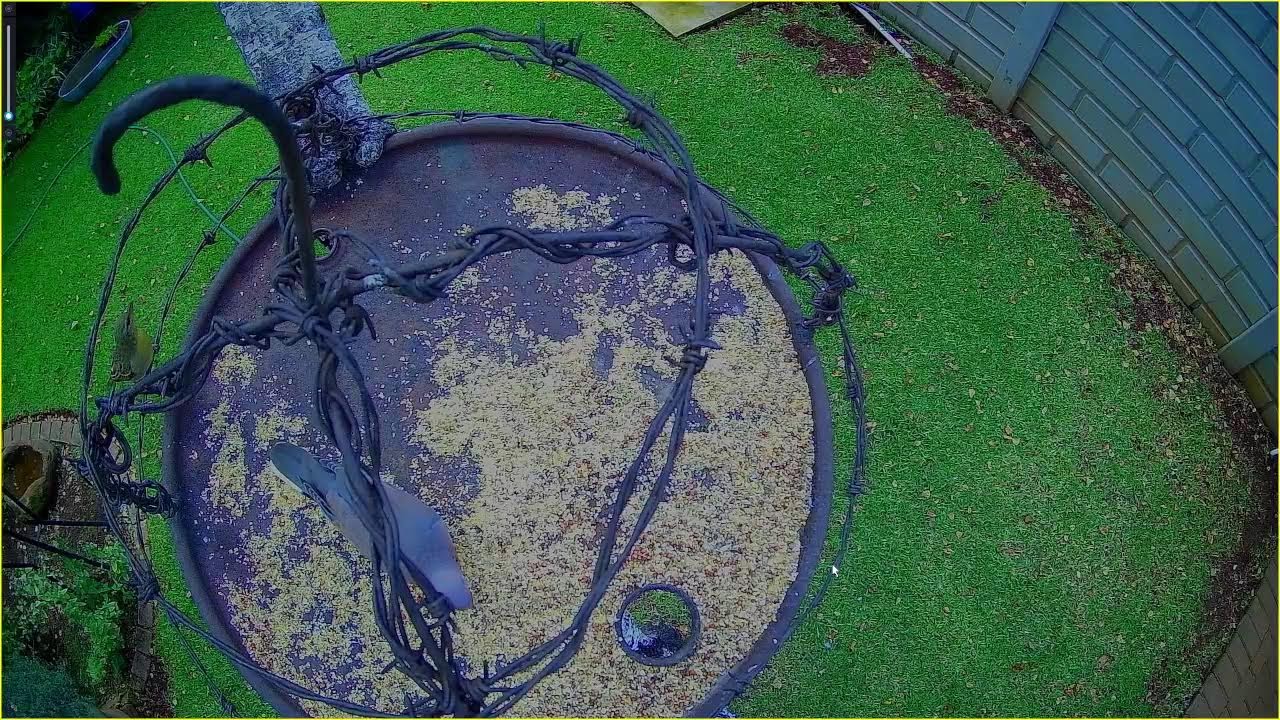🔴 LIVE: Wild Birds Feeding at the Bird Feeder | Owl Garden Wildlife Cam