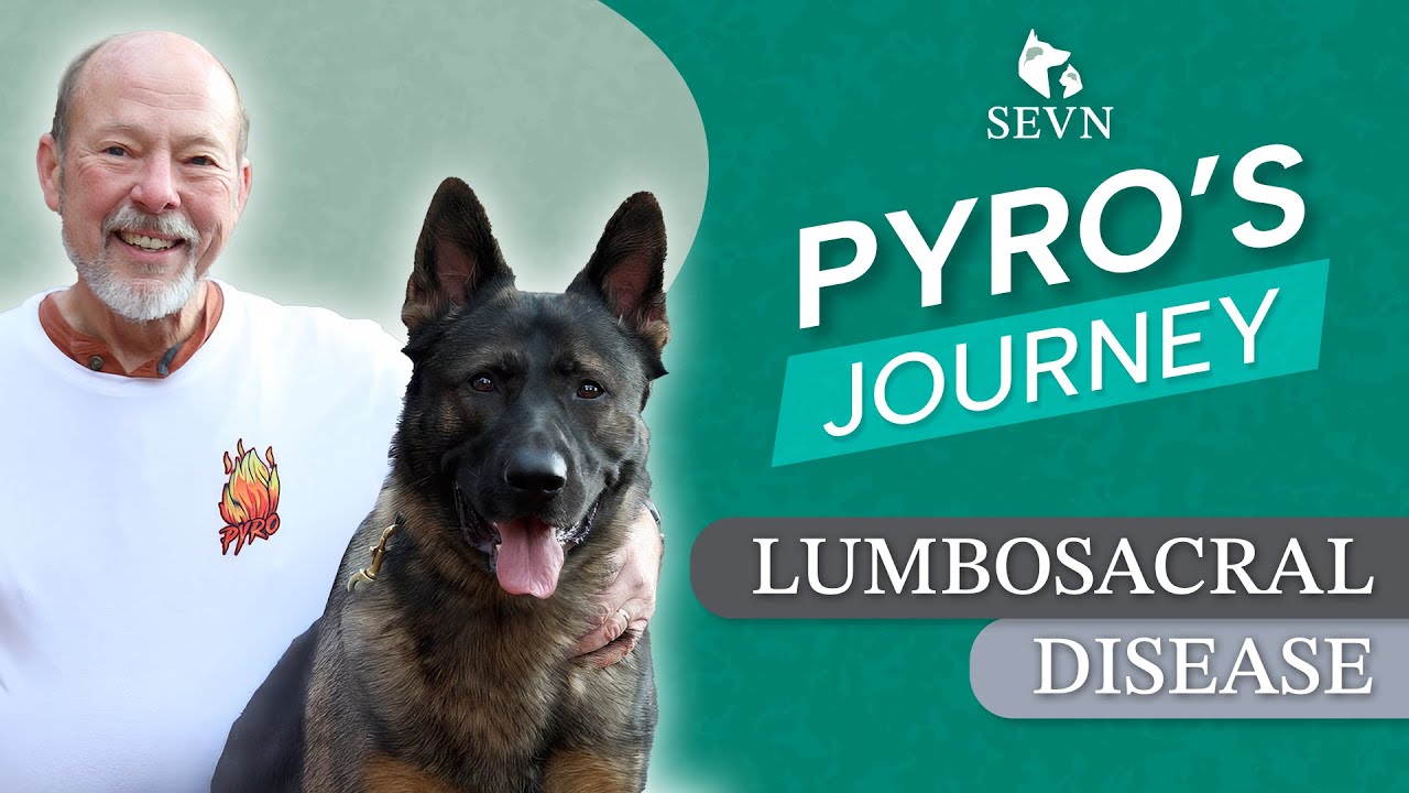 Pyro’s Comeback: A German Shepherd Dog’s Triumph Over Lumbosacral Disease