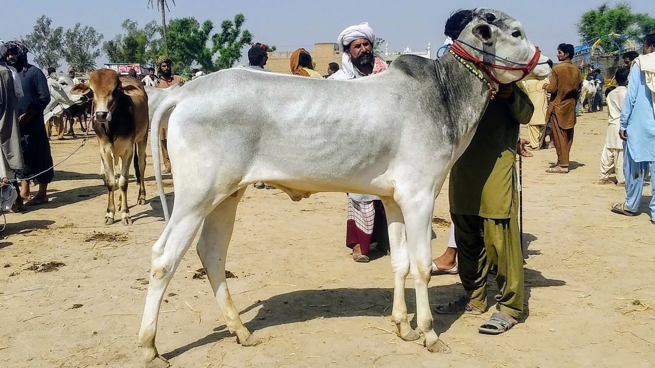 Maweshi Mandi bachra sasta Qurbani bull 2k24 Sibbi bulls Sahiwali bulls Australian bulls 18/4/2024