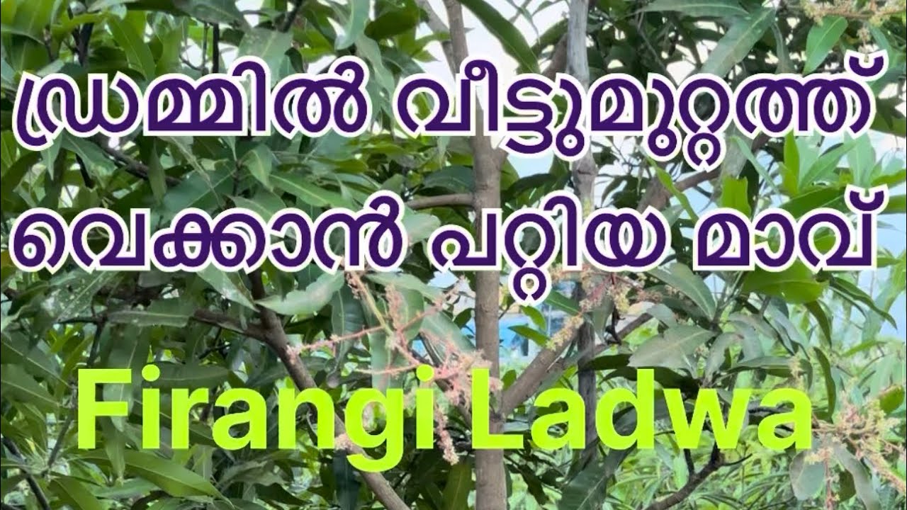 ഡ്രമ്മിൽ വെക്കാൻ നല്ല മാവ് ഫിറങ്കി ലഡുവ MS Kottayil 0483-2082854