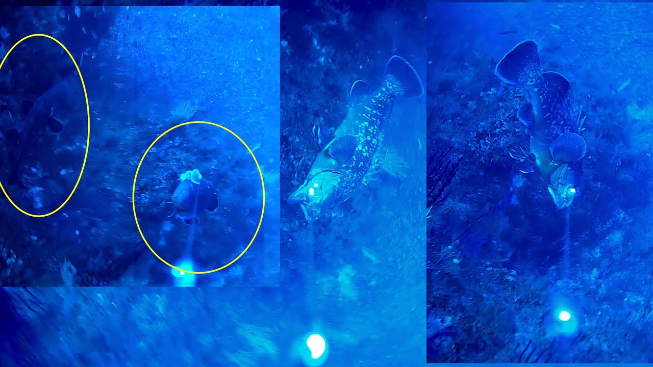 GROUPER ATTACK! LIVECAM