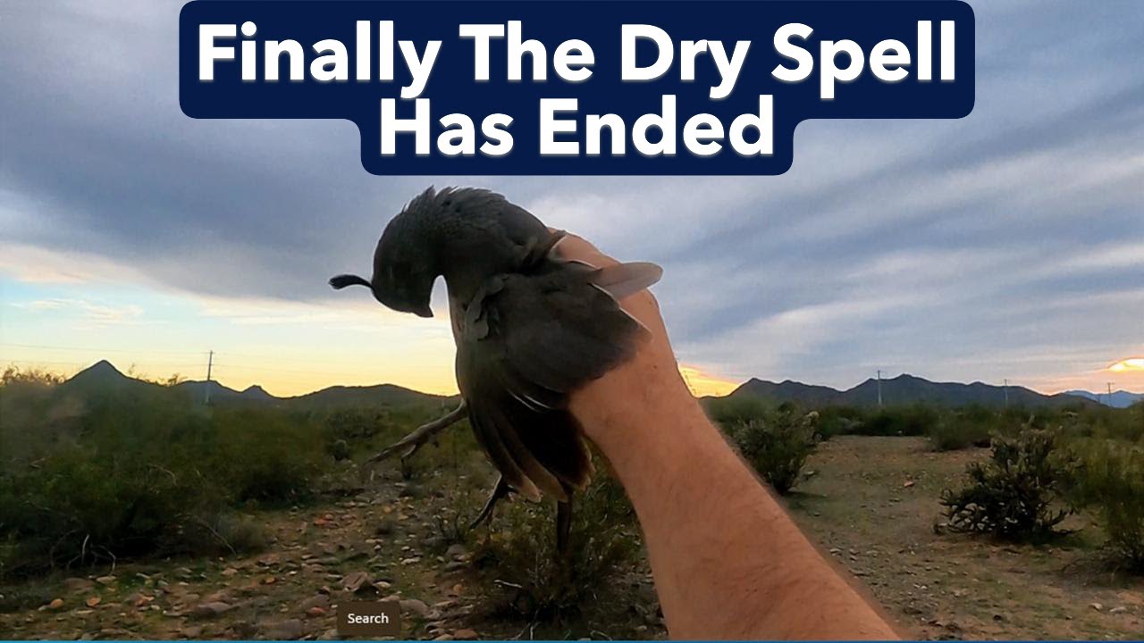 Man vs Covey | Finally Broke the Dry Spell | Gambel’s Quail Hunt
