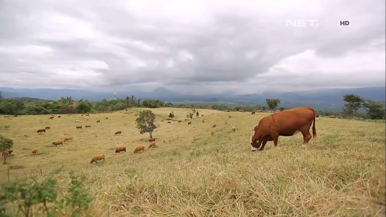 Peternakan Sapi Padang Mengatas New Zealandnya Indonesia - Indonesia Bagus