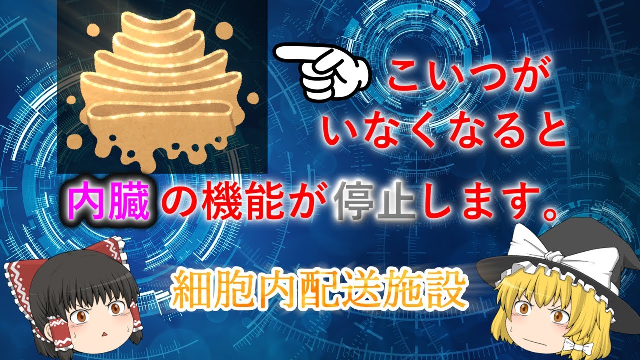 [ゆっくり解説] ゴルジ体の重要性を解説 / 細胞内配送施設