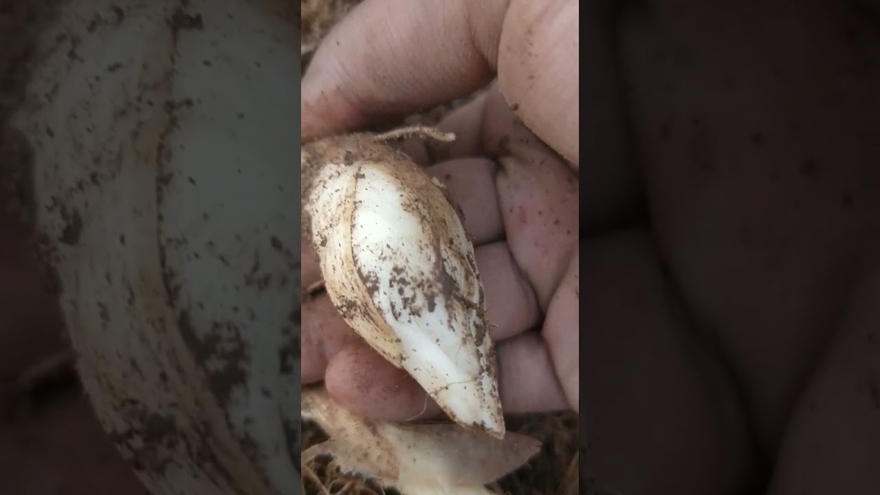 Harvesting arrowroot from potted plant #shorts #viral #trend #arrowroot #gardeningshorts