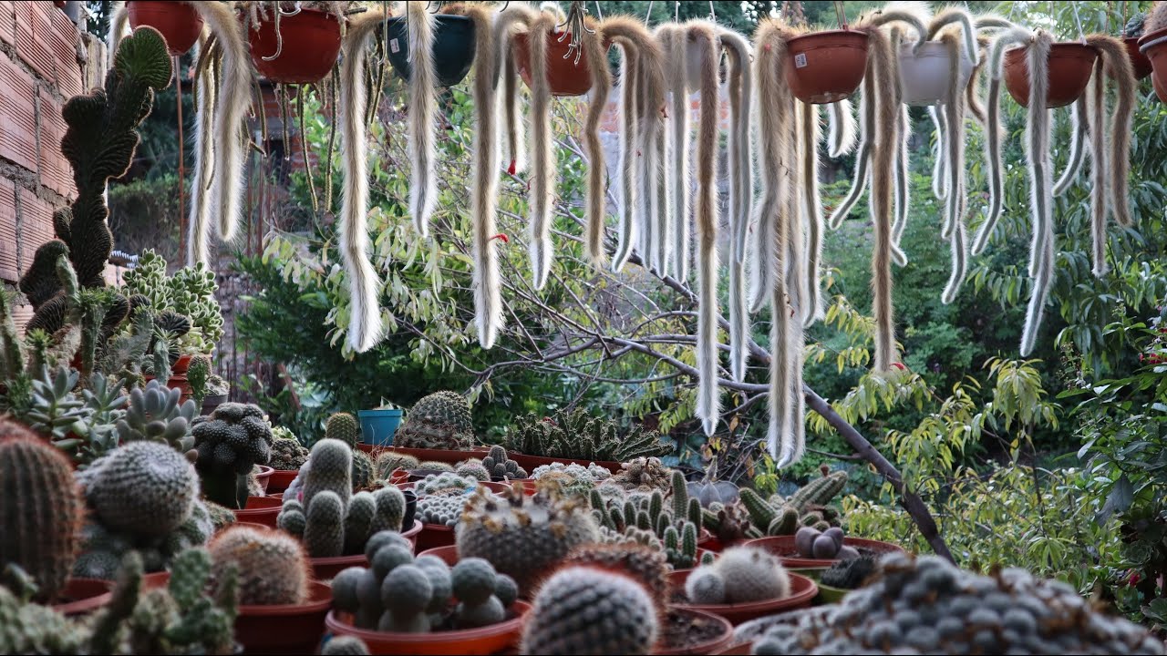 Tour por mi colección de Cactus 2024