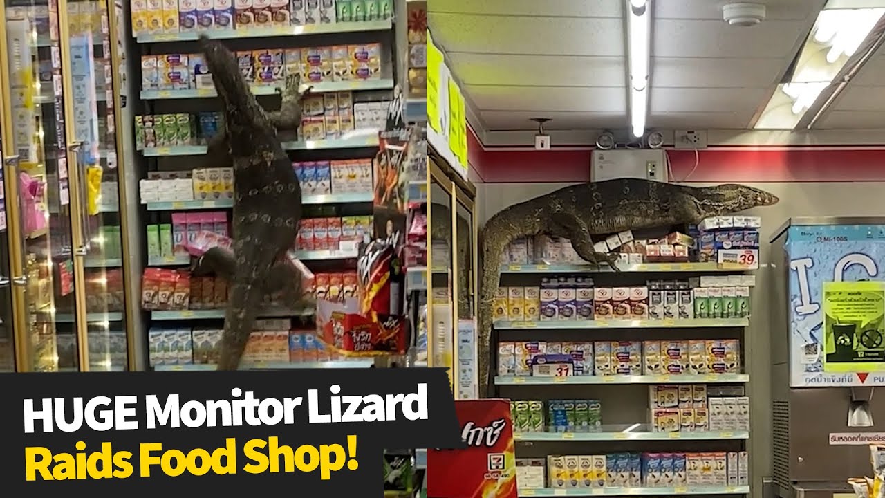 HUGE monitor lizard raids supermarket in search of food