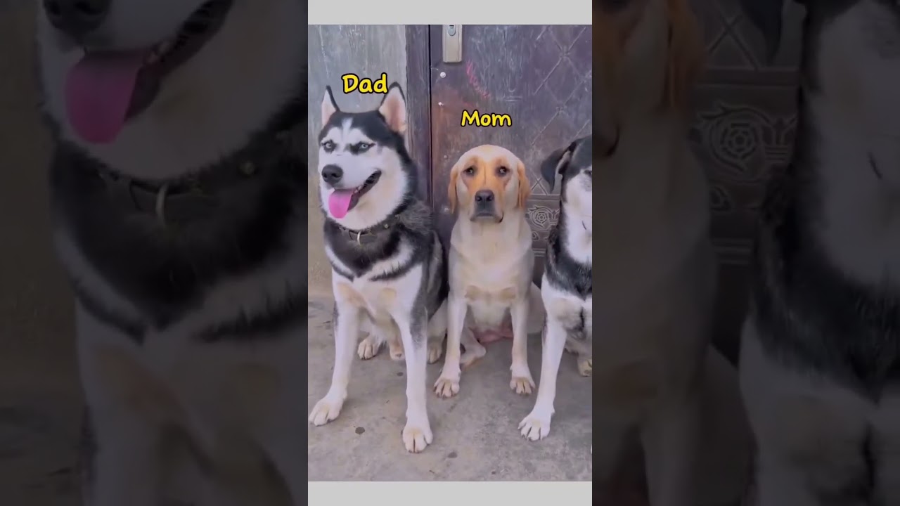 Huskey and Labrador Mix Breed Most Funniest Video of 2024 Till Now | #funnydog #funnydog