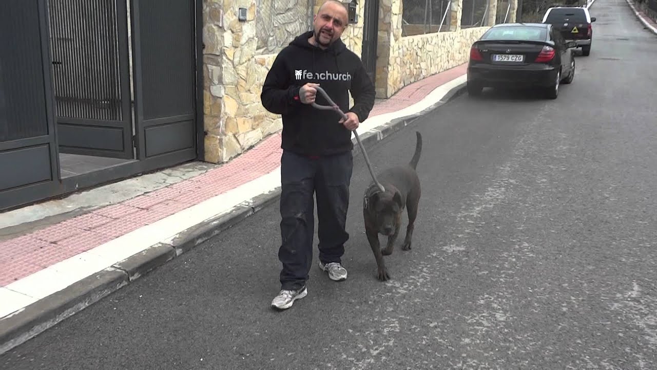 visit to PPB,presa canario,korso bandog.
