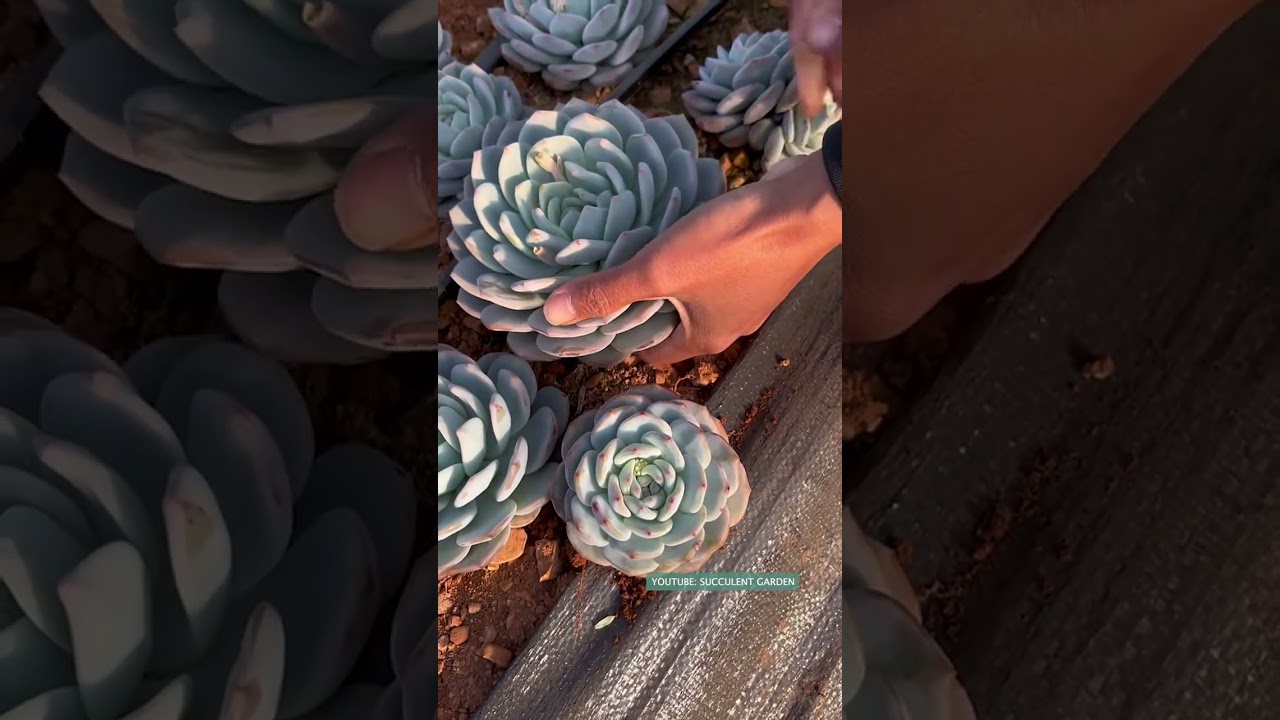 Harvest succulents | 多肉植物 | 다육이들 | Suculentas