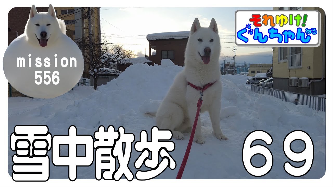 ぐんちゃんの雪中散歩69