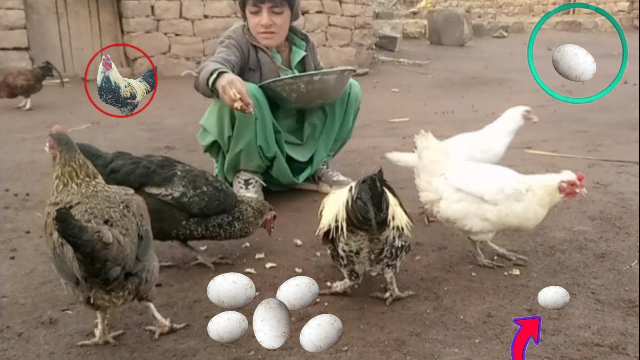 چرگی گولان غوایہ بکری کلیف Chargi Golan Goat Goat Calf 2026