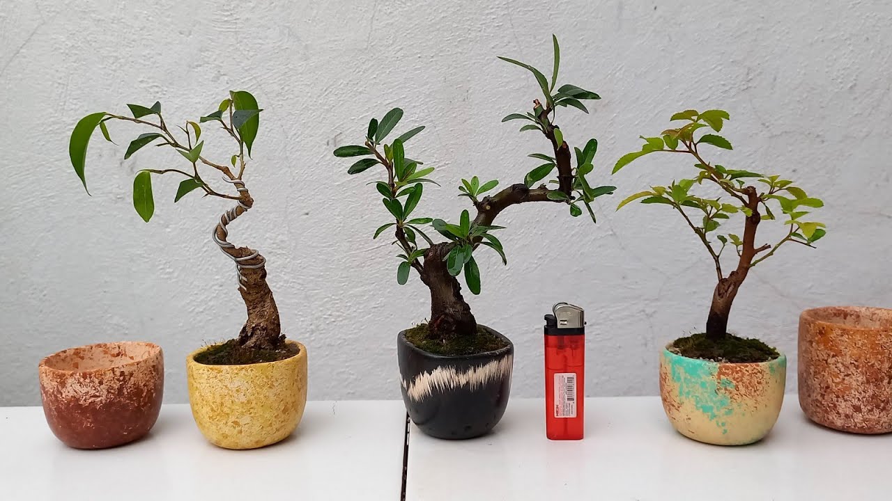 Shohin Bonsai Pyracantha /1 de 3 videos  🌿🌿🌿