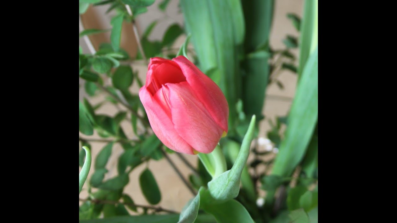 rip tulip fv-prison