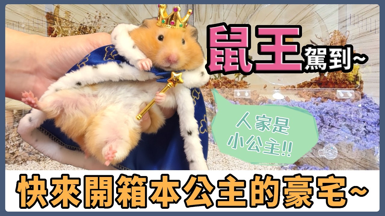 【鼠王駕到】開箱鼠豪宅 一起參觀鼠鼠小公主的新家! 科養讓鼠鼠不無聊｜愛鼠協會