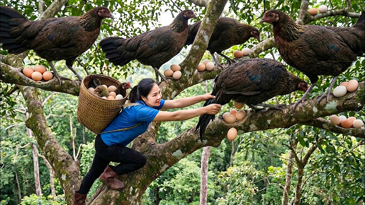 Harvest Giant Forest Chicken and Egg & Go to Market Sell | Build trap using natural tools | off grid
