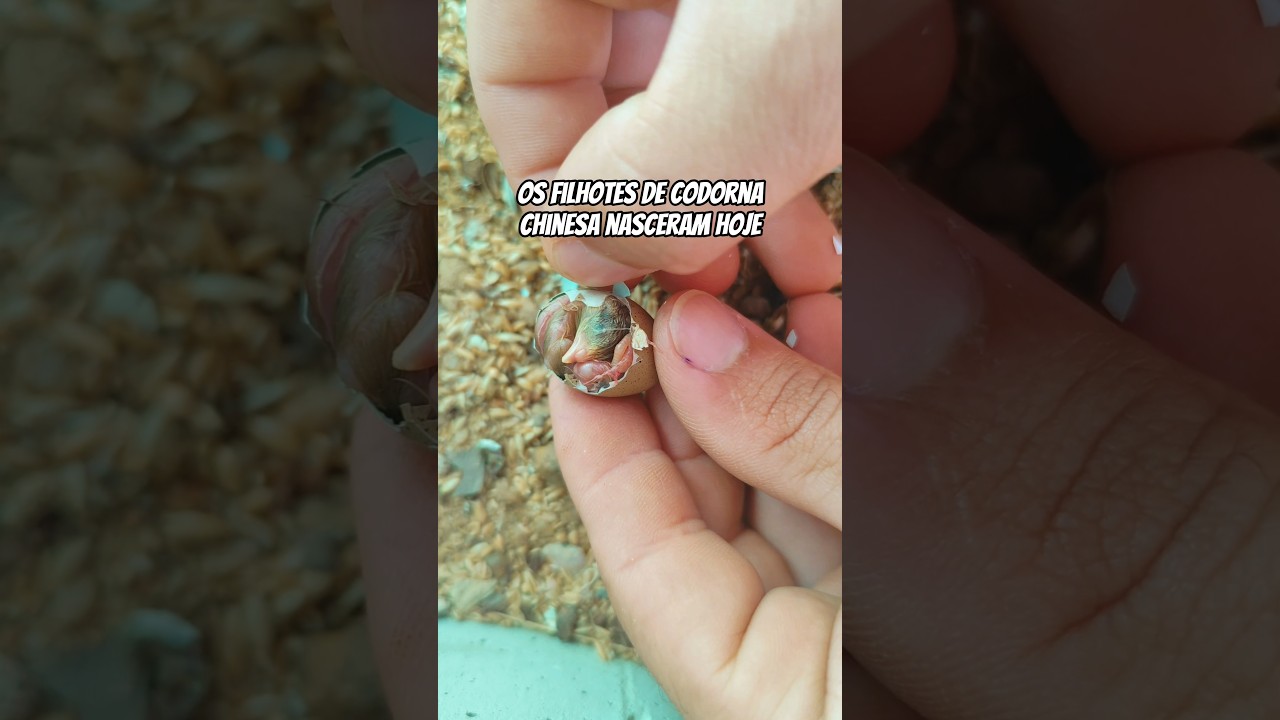Nasceram os filhotes de codorna chinesa🐣#codornachinesa #viveiro #criarepreservar