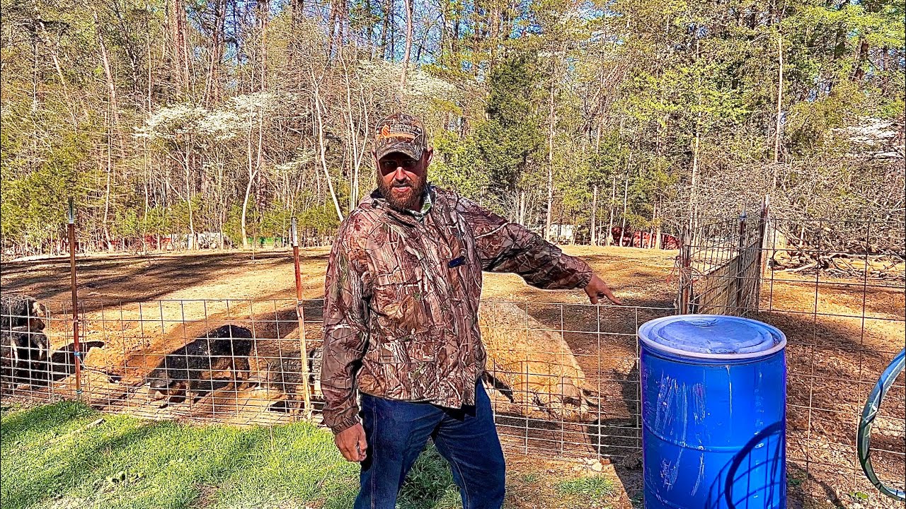 The pigs grass silage! The (almost) free feed!