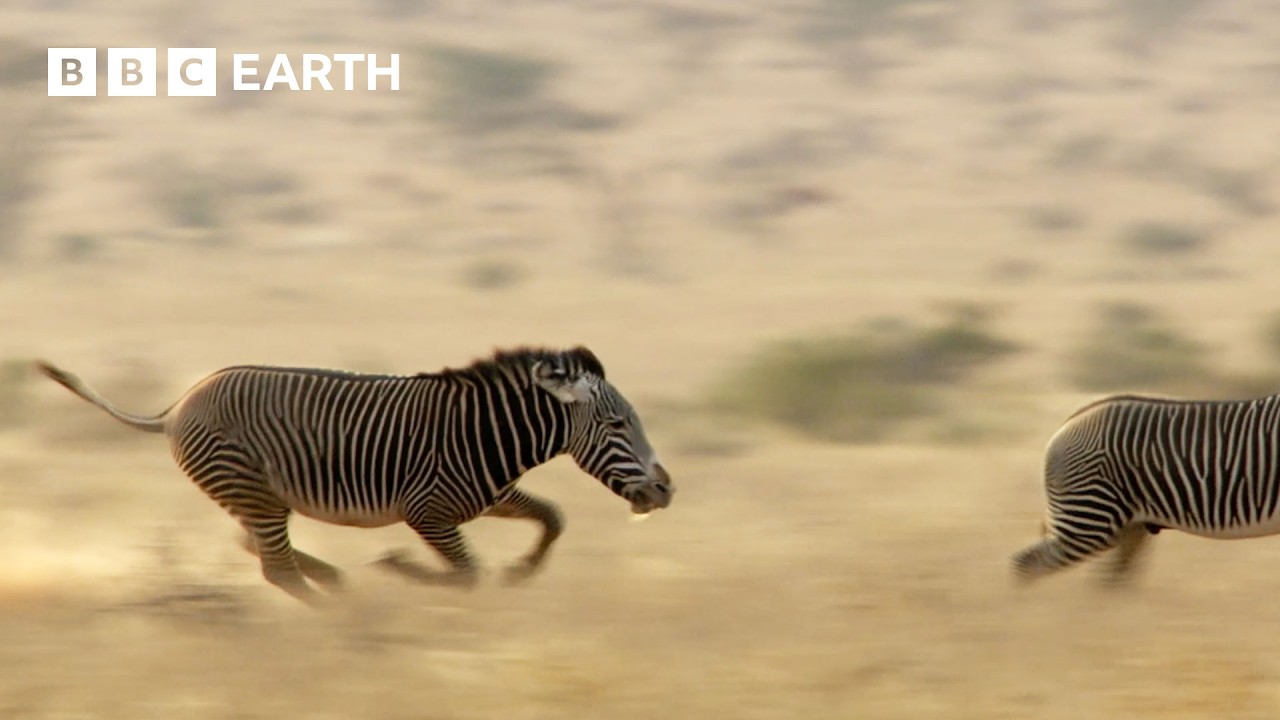 Can This Zebra See Off His Competition? | Narrated by David Attenborough | Africa | BBC Earth