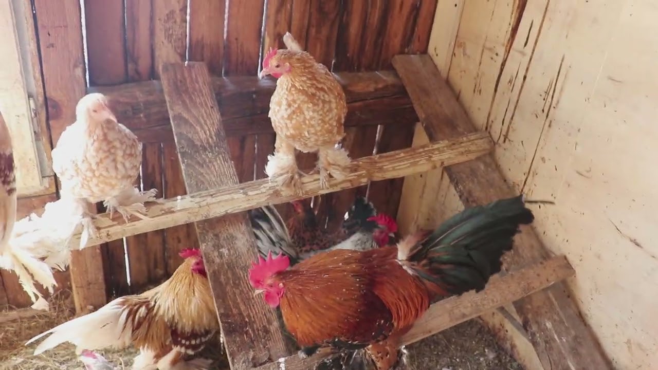 Crescătorie de păsări de rasă! Multe australorp, la bresse, mii de flori, prepelițe!