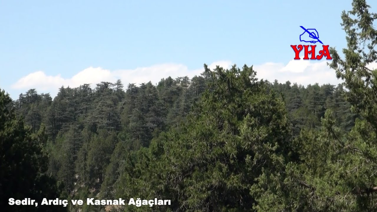 Doğanın Gizli Hazineleri | Sedir, Ardıç ve Kasnak Meşesi Yolculuğu