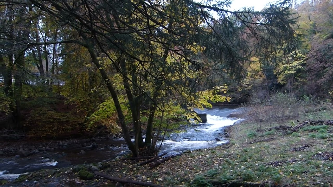 Burn, fish ladder and weir - Water Stream & Birdsong Sounds