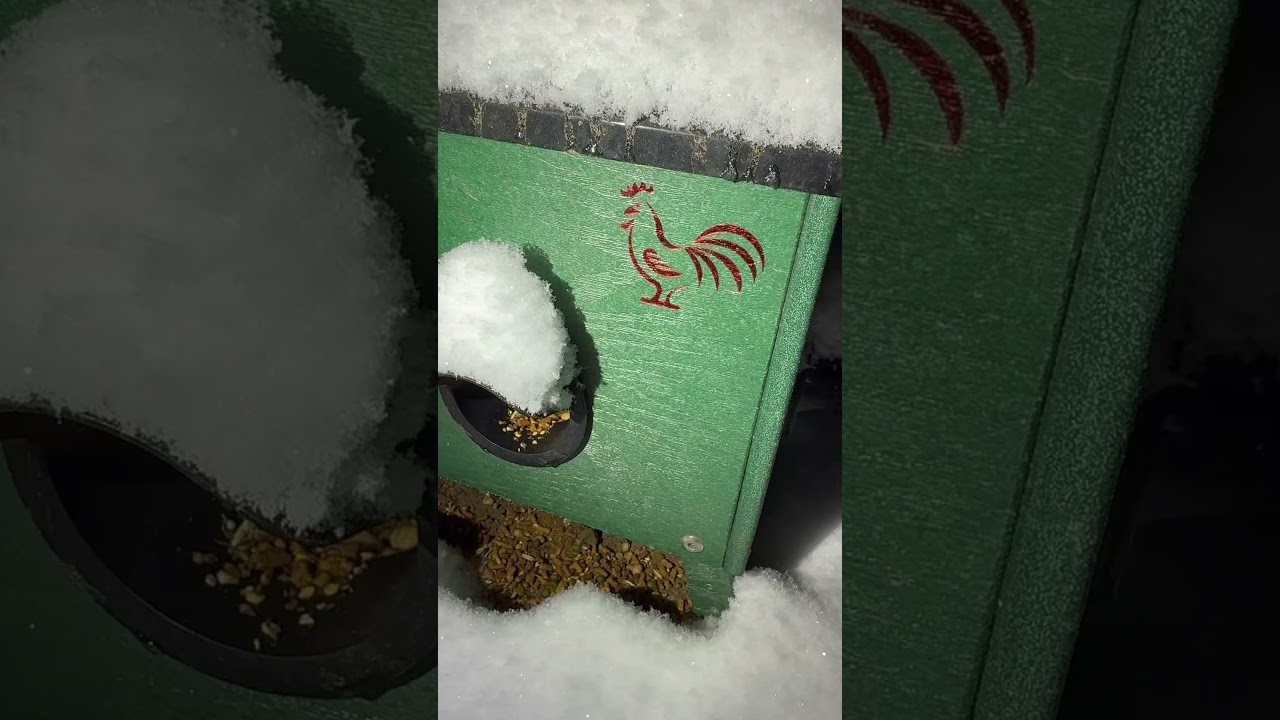 Avoid these mistakes this winter! #chickens #chicken #chickencoop #winterchickens #fyp #chickenmom