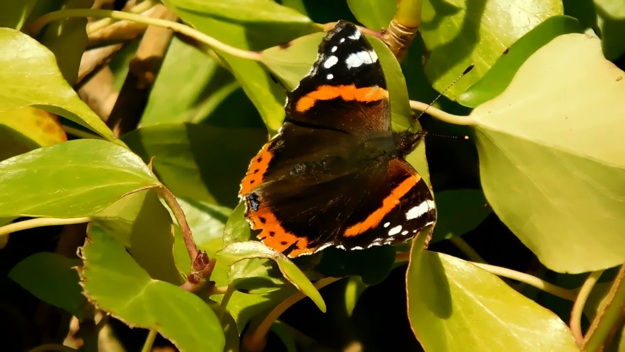 Red Admiral Butterfly