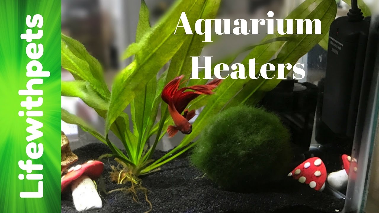 What Betta Fish Heaters Do We Use?