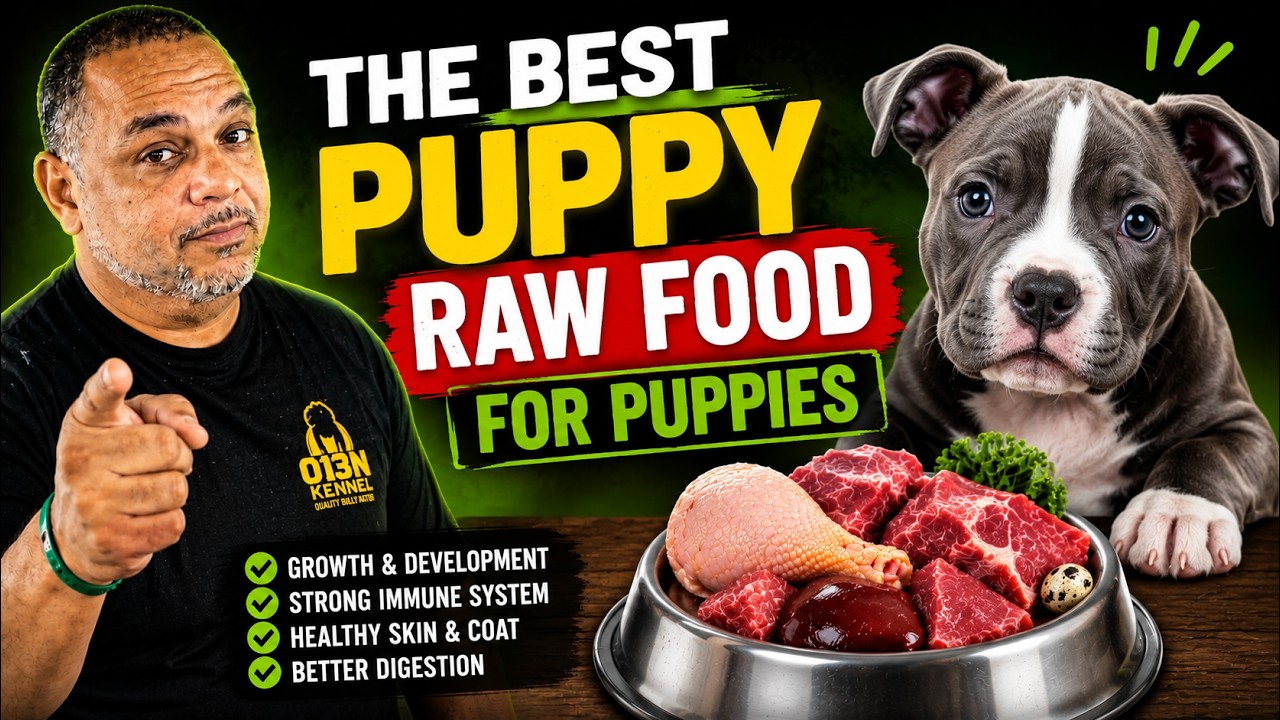 How To Feed American Bully Puppies