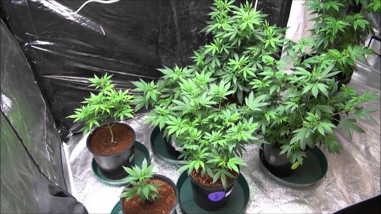 Medical Marijuana Cultivation Facility Tour