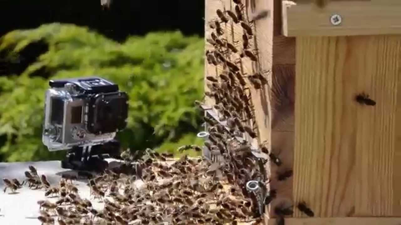 Arrivé d'un essaim dans la ruche piège.