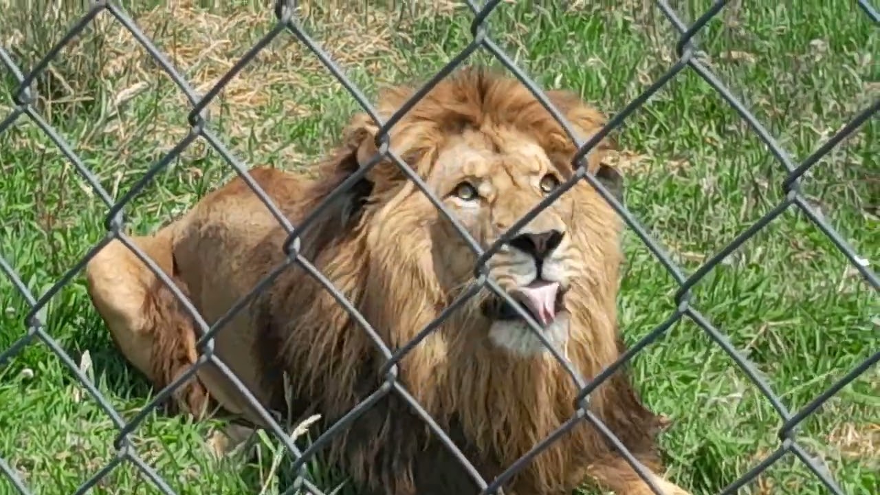 Loin in Pouakai Zoo New Zealand 