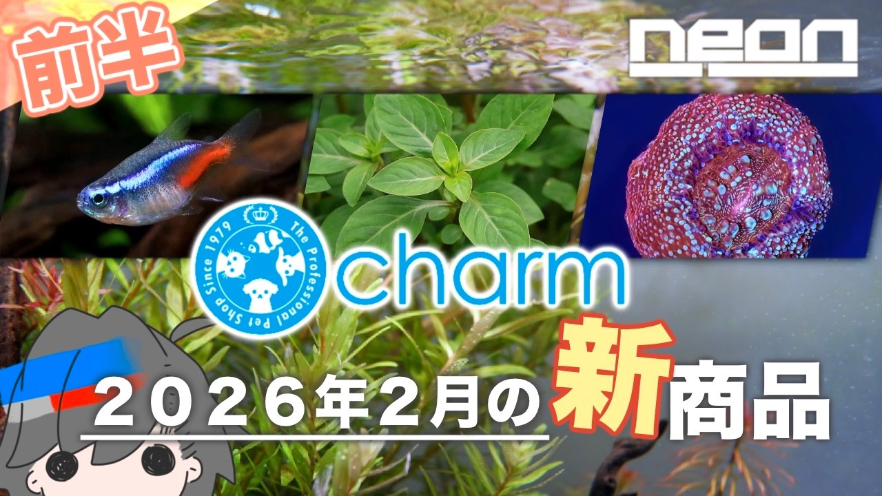 【ne0nが選ぶ！charm2月前半新商品】大量新入荷で急遽まとめました！コレクター向きの生体からサンゴ用添加剤、レイアウト素材まで！【 ne0n 】 #アクアリウム